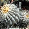 Copiapoa_haseltoniana_2